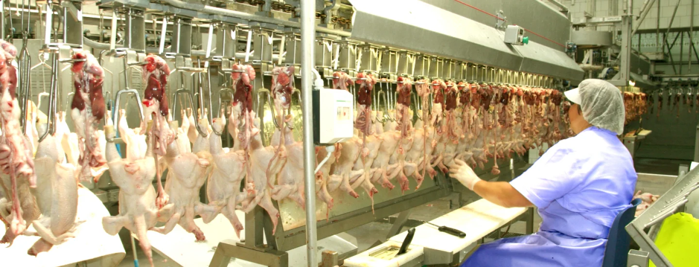 Работа в Чехии на мясокомбинате —  птицефабрика